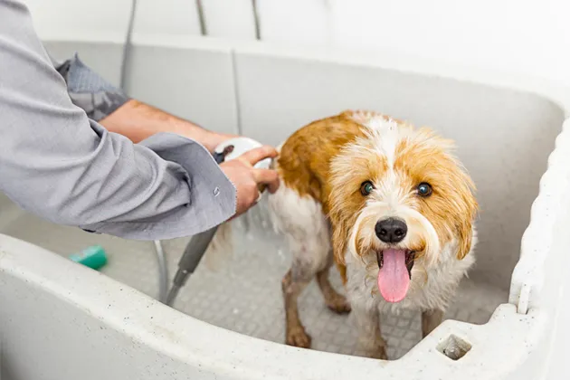 Dog Bathing